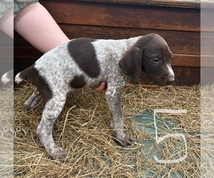 German Shorthaired Pointer Puppy for sale in BONIFAY, FL, USA