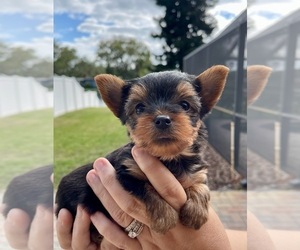 Yorkshire Terrier Puppy for Sale in MADEIRA BEACH, Florida USA