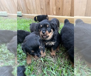 Rottweiler Puppy for sale in LEAGUE CITY, TX, USA