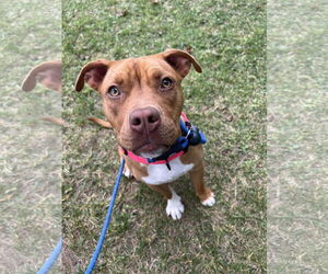 American Pit Bull Terrier-Unknown Mix Dogs for adoption in Rockaway, NJ, USA