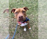 Small American Pit Bull Terrier Mix