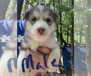 Siberian Husky Puppy for sale in WILLIAMSBURG, VA, USA