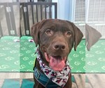 Small #3 Labrador Retriever Mix