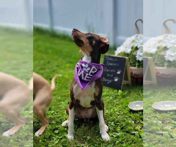 Medium Photo #10 Chiweenie Puppy For Sale in Crystal, MN, USA