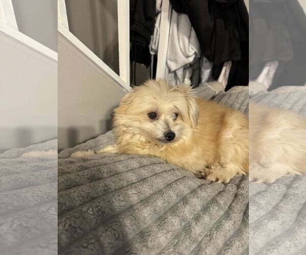 Medium Photo #1 Pomeranian-Unknown Mix Puppy For Sale in Cliffwood, NJ, USA