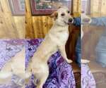 Small #7 Golden Retriever Mix