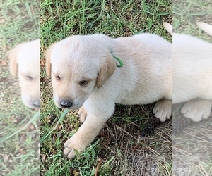 Labrador Retriever Puppy for sale in DE WITT, AR, USA