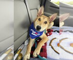 Small #36 German Shepherd Dog Mix