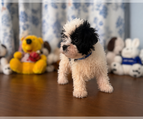 Medium Photo #26 Morkie Puppy For Sale in DURHAM, CT, USA