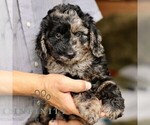 Small #4 Goldendoodle (Miniature)