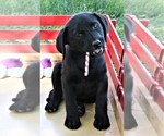 Small #6 Labrador Retriever