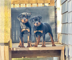Rottweiler Puppy for Sale in WALLINGFORD, Connecticut USA