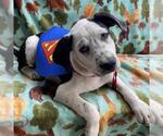 Small #9 Labrador Retriever Mix