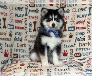 Pomsky Puppy for sale in LAKELAND, FL, USA