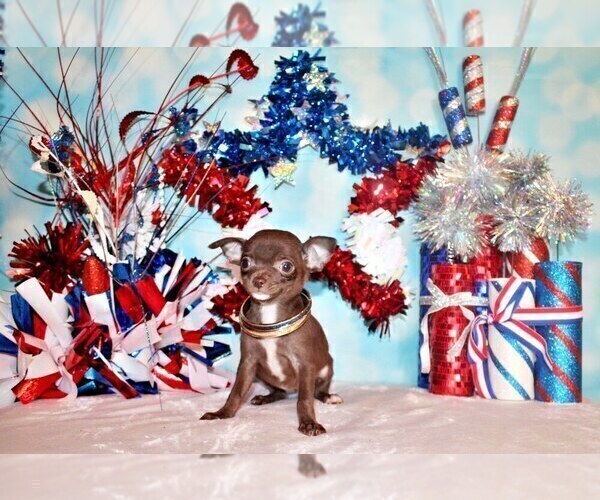 Medium Photo #66 Chihuahua Puppy For Sale in CHARLESTON, AR, USA