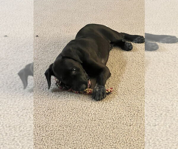 Medium Photo #2 Pointer-Unknown Mix Puppy For Sale in Dana Point, CA, USA