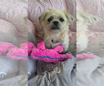 Small #1 Malti-pug