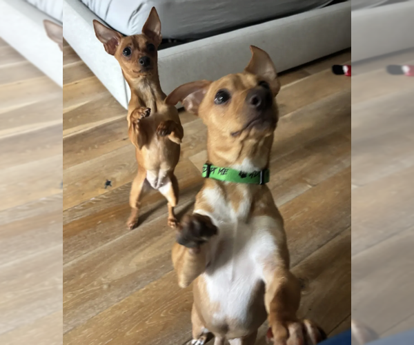 Medium Photo #8 Chihuahua-Unknown Mix Puppy For Sale in Brooklyn, NY, USA
