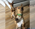 Small #7 Chihuahua Mix