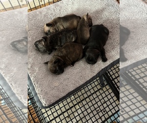 French Bulldog Puppy for sale in NASHVILLE, TN, USA