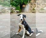 Small #6 Beagle-Border Collie Mix