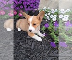 Puppy Buttercup Pembroke Welsh Corgi