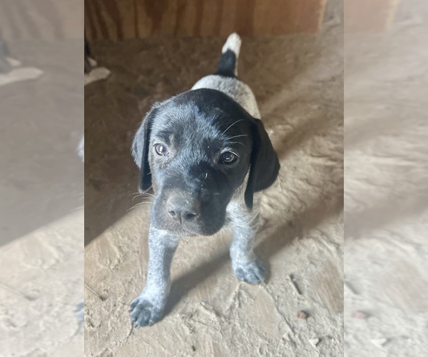 Medium Photo #1 German Shorthaired Pointer Puppy For Sale in WARSAW, NC, USA