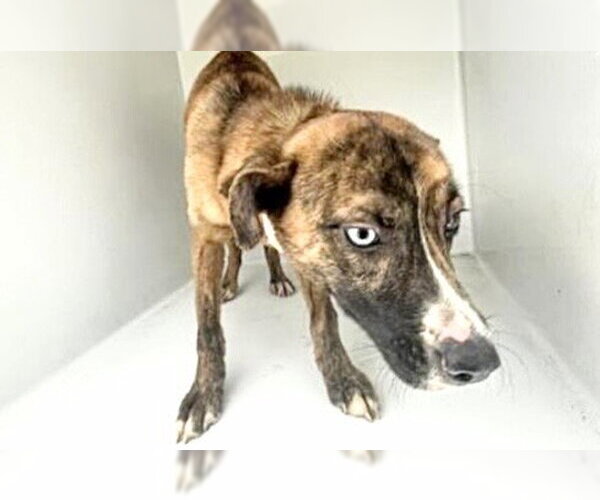 Medium Photo #1 Catahoula Leopard Dog Puppy For Sale in Houston, TX, USA