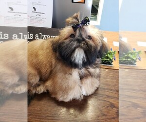 Mother of the Shih Tzu puppies born on 03/27/2020