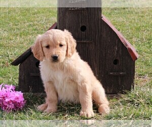 Golden Retriever Puppy for sale in FREDERICKSBURG, OH, USA