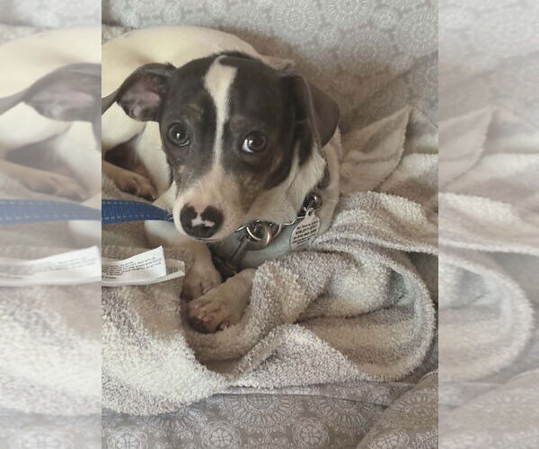 Medium Photo #3 Chiweenie Puppy For Sale in Foristell, MO, USA