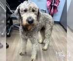 Small #1 Poodle (Standard) Mix
