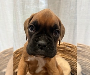 Medium Boxer