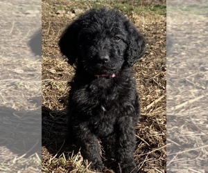 Labradoodle Puppy for sale in EATON, CO, USA