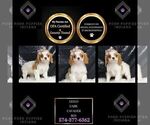 Puppy Leelo Cavalier King Charles Spaniel