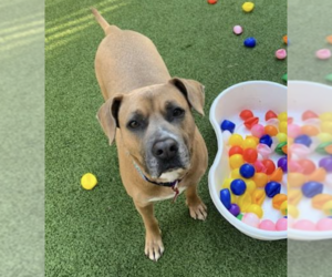 Black Mouth Cur-Unknown Mix Dogs for adoption in Decatur, GA, USA