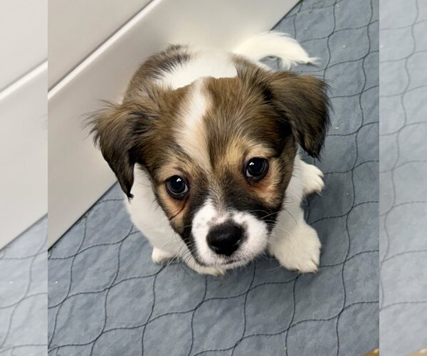 Medium Photo #2 Mutt Puppy For Sale in Gilberts, IL, USA