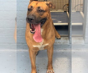 German Shepherd Dog Dogs for adoption in Downey, CA, USA