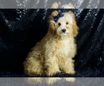 Small Photo #44 Poodle (Toy) Puppy For Sale in WARSAW, IN, USA