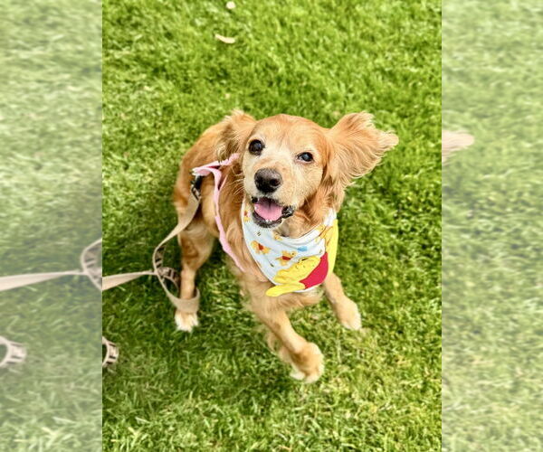 Medium Photo #6 Cocker Spaniel Puppy For Sale in Sherman Oaks, CA, USA
