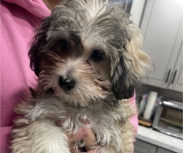 Medium Photo #2 Maltipoo (Miniature) Puppy For Sale in PALMDALE, CA, USA