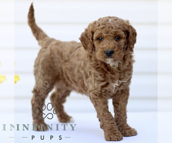 Medium Photo #4 Goldendoodle (Miniature) Puppy For Sale in RONKS, PA, USA