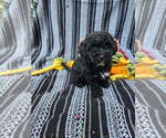 Small #5 Poodle (Miniature)
