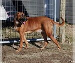 Small Photo #4 Bloodhound-Unknown Mix Puppy For Sale in Aurora, IN, USA