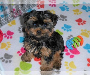 Yorkshire Terrier Puppy for sale in ORO VALLEY, AZ, USA