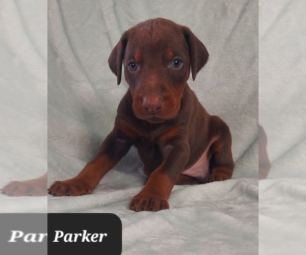 Medium Photo #4 Doberman Pinscher Puppy For Sale in POMEROY, OH, USA