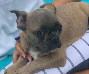 French Bulldog Puppy for sale in TAMPA, FL, USA