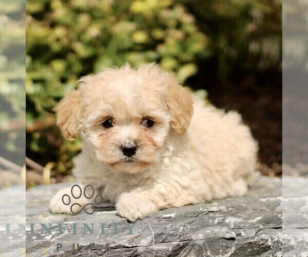 Medium Photo #1 Cavapoo (Miniature) Puppy For Sale in RONKS, PA, USA