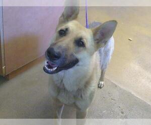 German Shepherd Dog Dogs for adoption in Sacramento, CA, USA