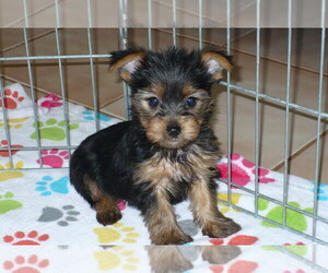 Yorkshire Terrier Puppy for sale in ORO VALLEY, AZ, USA